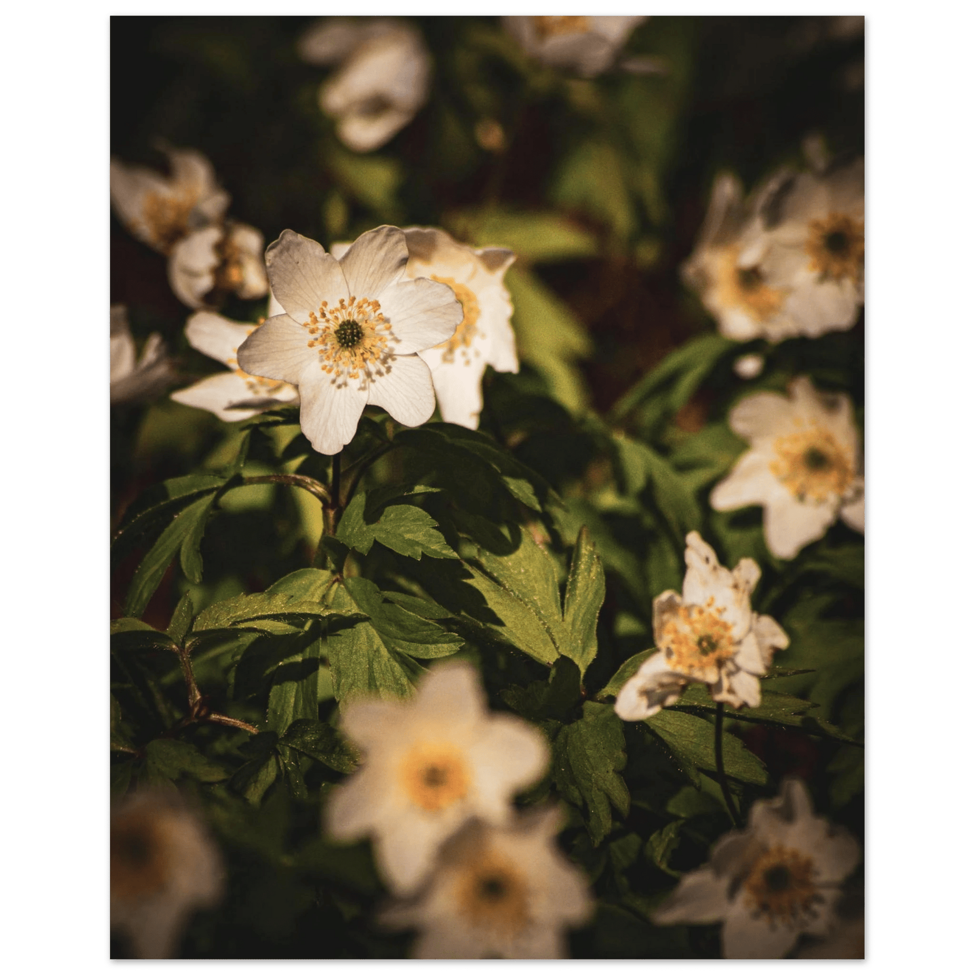 Wood Anemone Wildflower Carpet - Poster - Rather Be In Finland