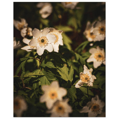 Wood Anemone Wildflower Carpet - Poster - Rather Be In Finland
