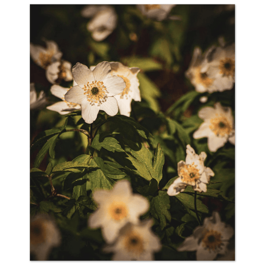 Wood Anemone Wildflower Carpet - Poster - Rather Be In Finland