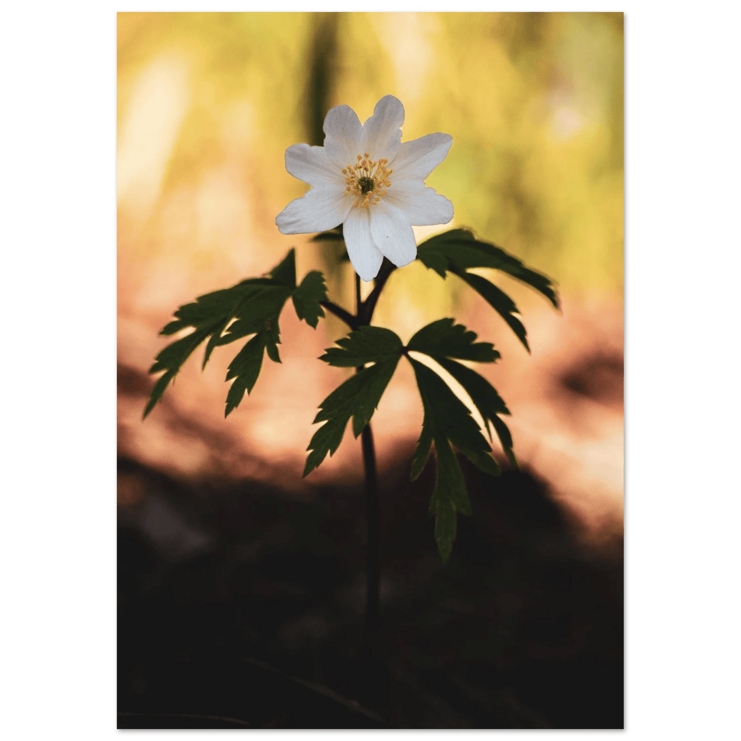 Wood Anemone Wildflower - Poster - Rather Be In Finland
