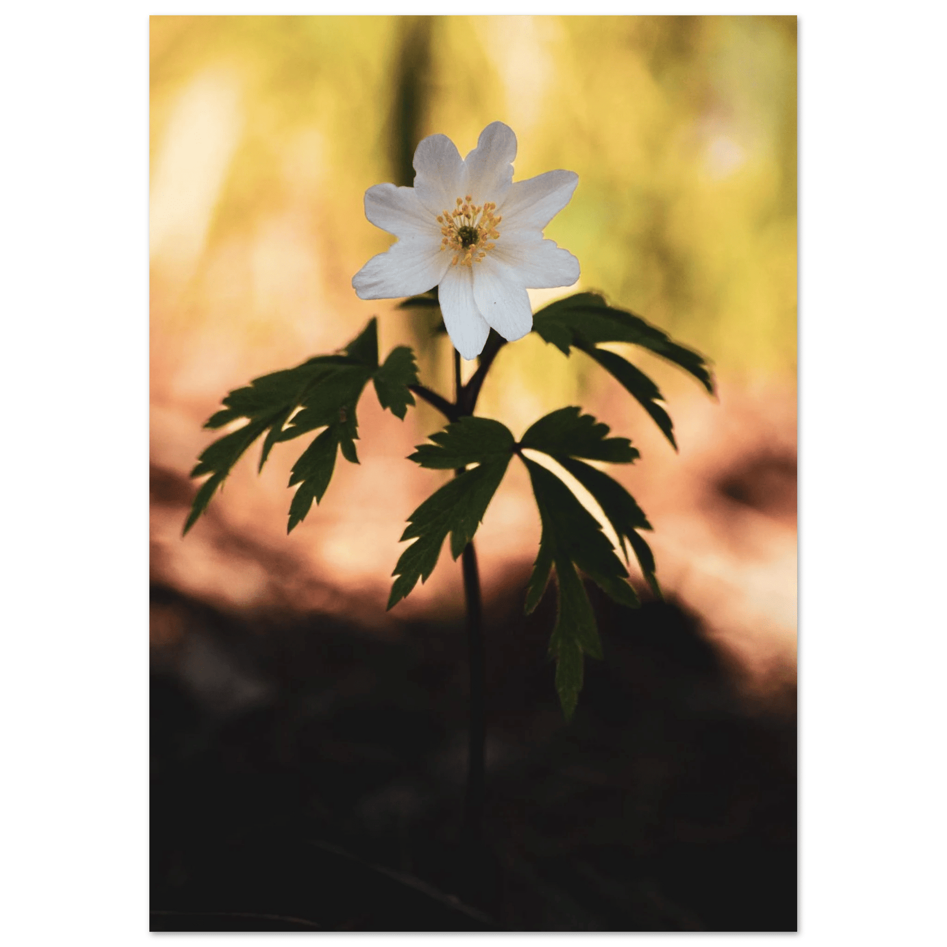 Wood Anemone Wildflower - Poster - Rather Be In Finland