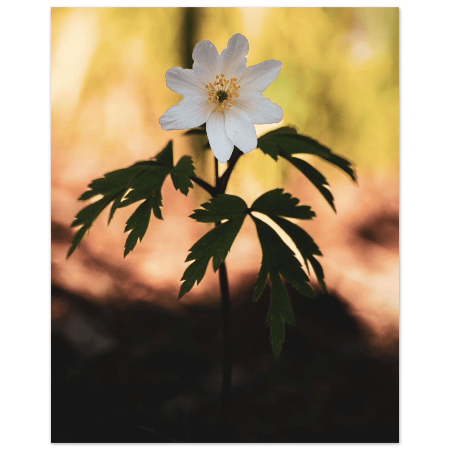 Wood Anemone Wildflower - Poster - Rather Be In Finland