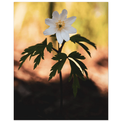 Wood Anemone Wildflower - Poster - Rather Be In Finland