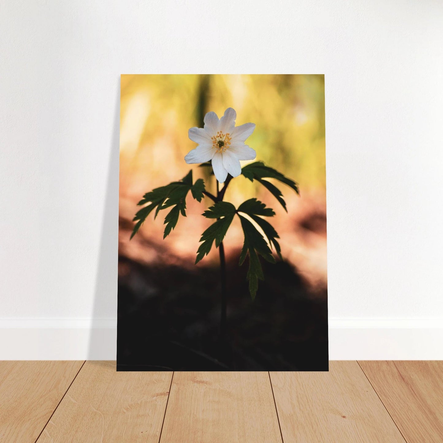 Wood Anemone Wildflower - Poster - Rather Be In Finland