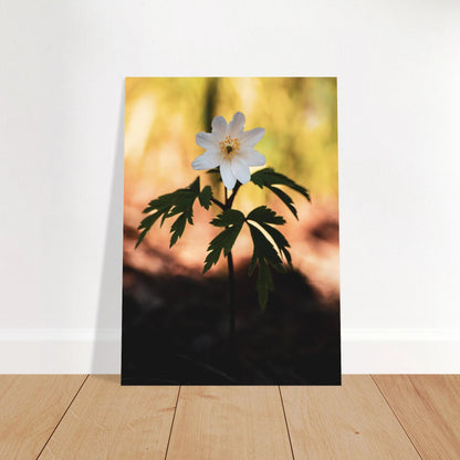 Wood Anemone Wildflower - Poster - Rather Be In Finland