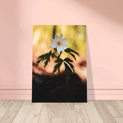Wood Anemone Wildflower - Poster - Rather Be In Finland