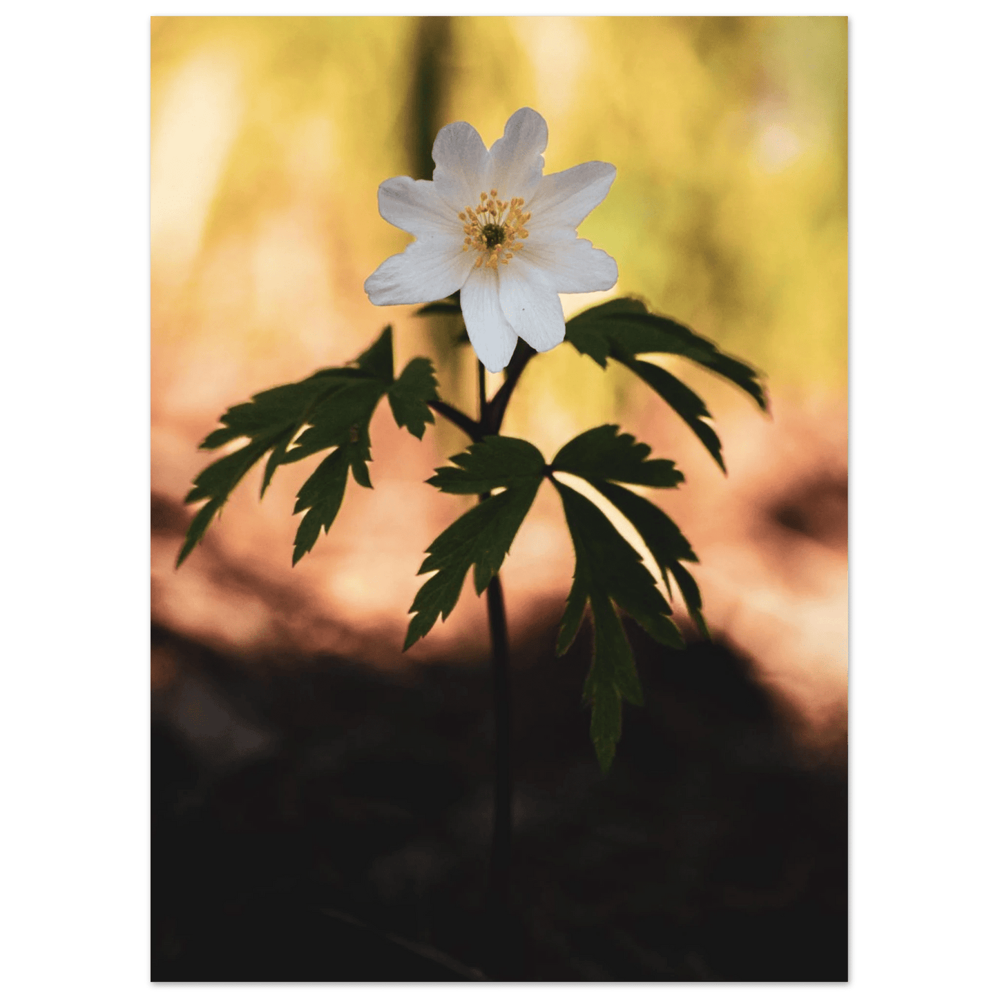 Wood Anemone Wildflower - Poster - Rather Be In Finland