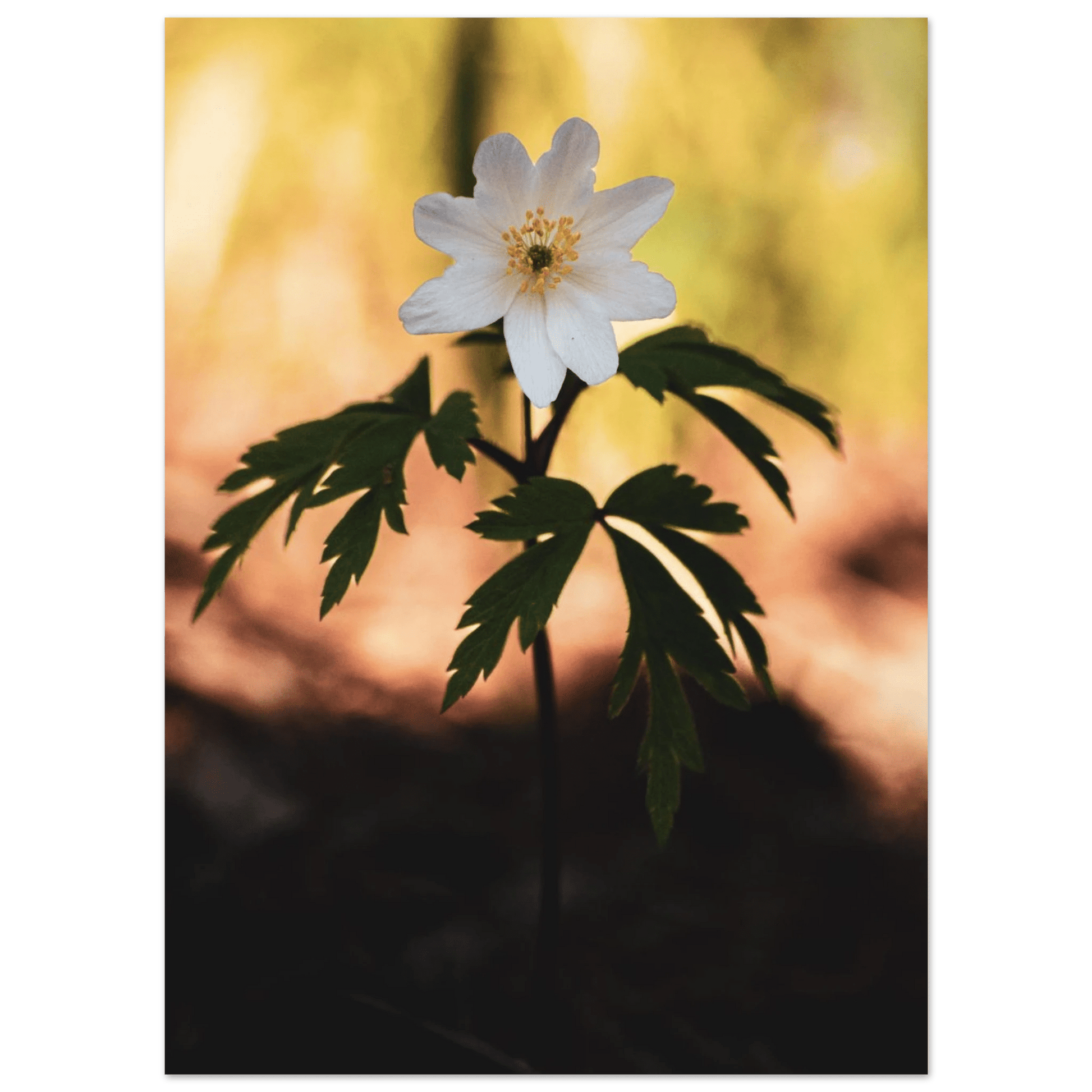 Wood Anemone Wildflower - Poster - Rather Be In Finland