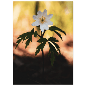 Photo du produit : affiche au motif « Wood Anemone Wildflower » de Rather Be in Finland