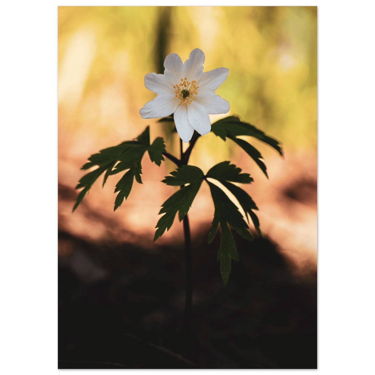 Wood Anemone Wildflower - Poster - Rather Be In Finland