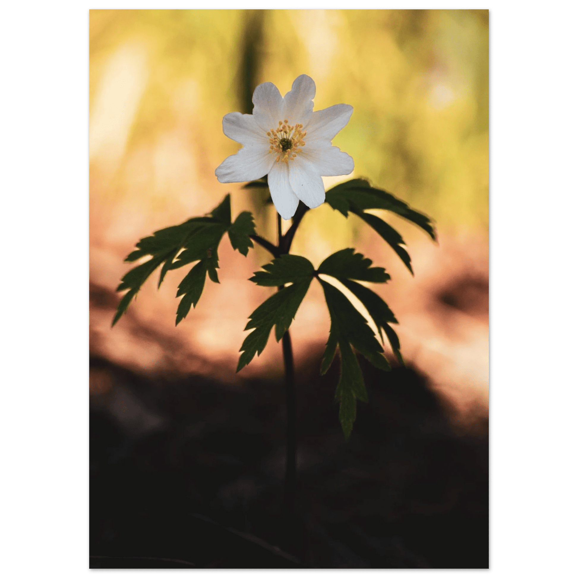 Wood Anemone Wildflower - Poster - Rather Be In Finland