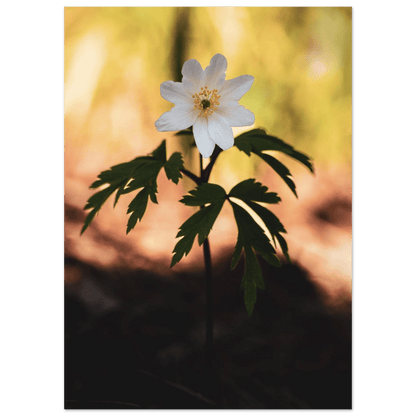 Wood Anemone Wildflower - Poster - Rather Be In Finland