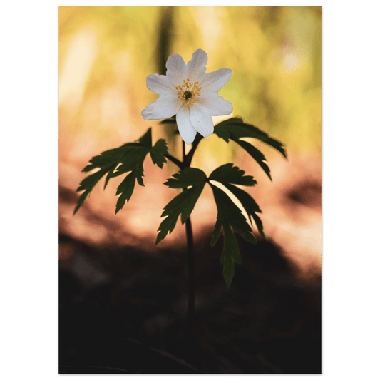 Wood Anemone Wildflower - Poster - Rather Be In Finland
