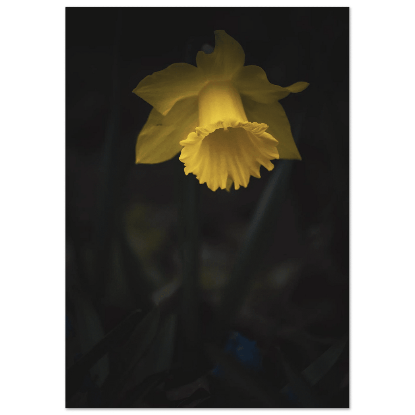 Yellow Daffodil Flower Closu Up - Poster - Rather Be In Finland