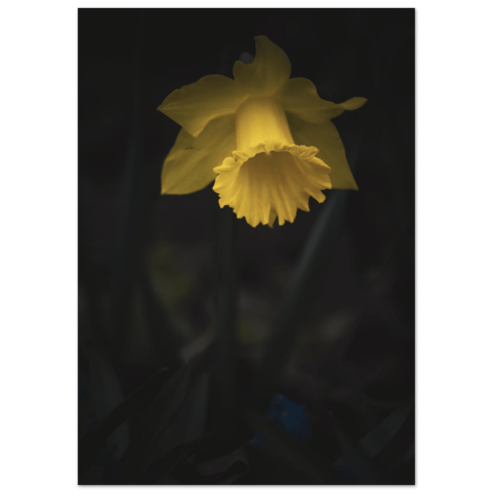 Yellow Daffodil Flower Closu Up - Poster - Rather Be In Finland