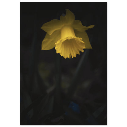 Yellow Daffodil Flower Closu Up - Poster - Rather Be In Finland