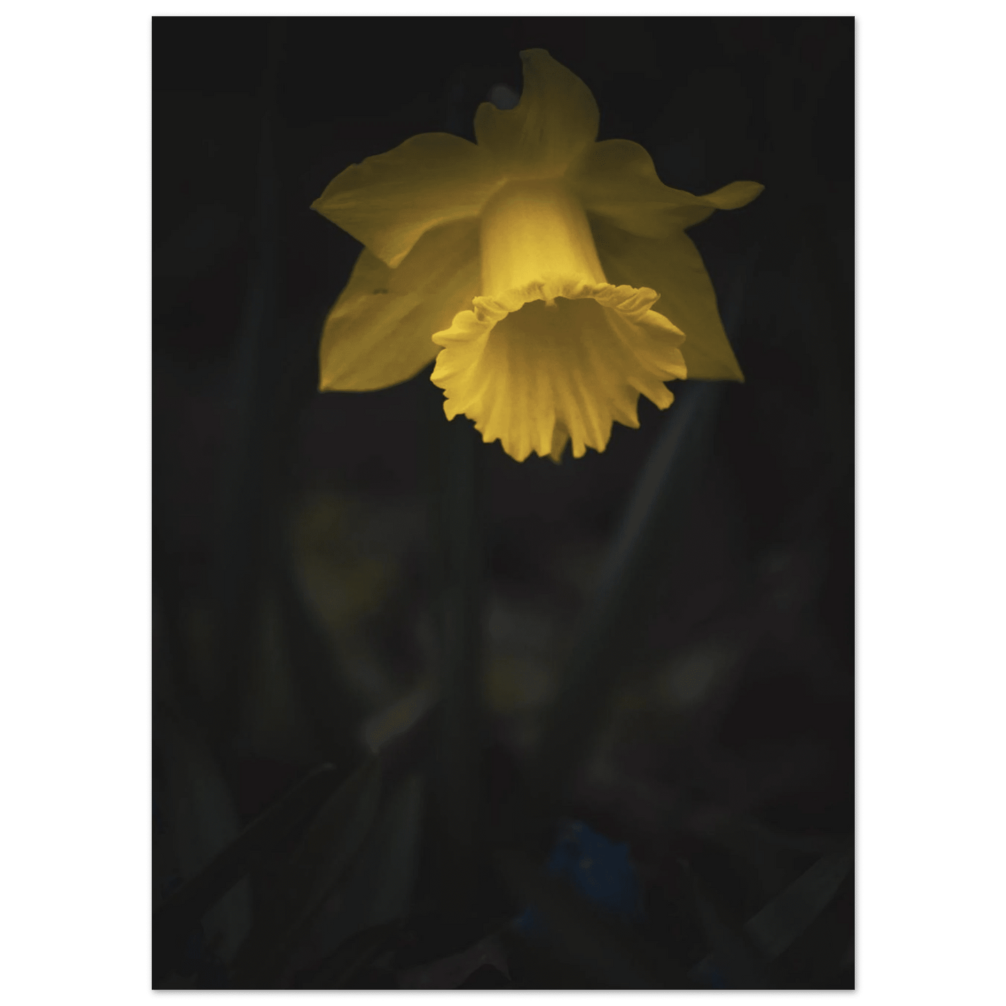 Yellow Daffodil Flower Closu Up - Poster - Rather Be In Finland