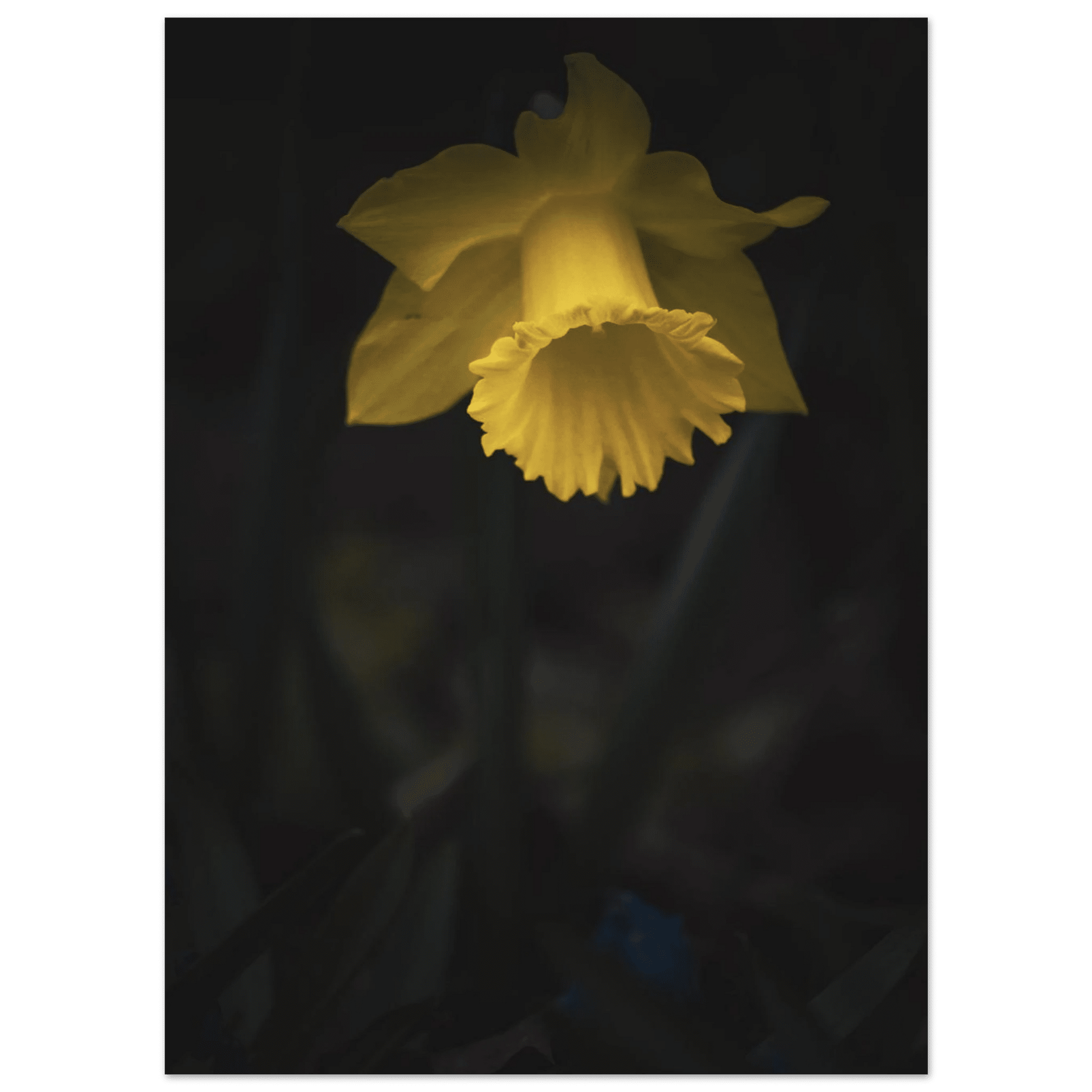 Yellow Daffodil Flower Closu Up - Poster - Rather Be In Finland