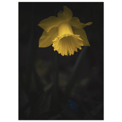 Yellow Daffodil Flower Closu Up - Poster - Rather Be In Finland