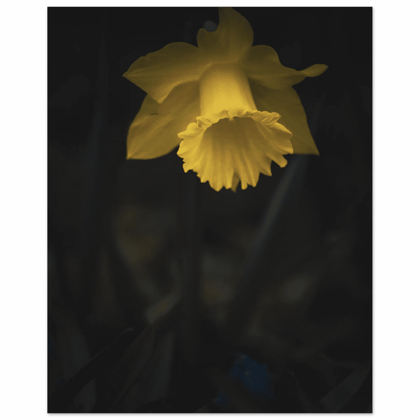 Yellow Daffodil Flower Closu Up - Poster - Rather Be In Finland