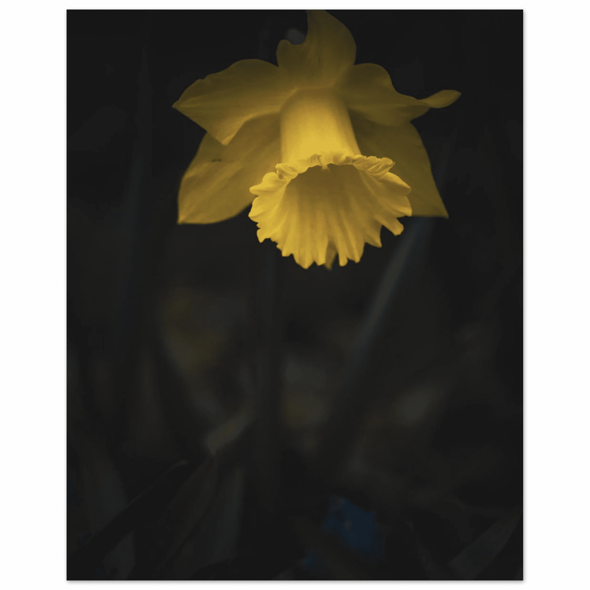 Yellow Daffodil Flower Closu Up - Poster - Rather Be In Finland