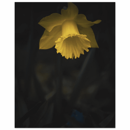 Yellow Daffodil Flower Closu Up - Poster - Rather Be In Finland