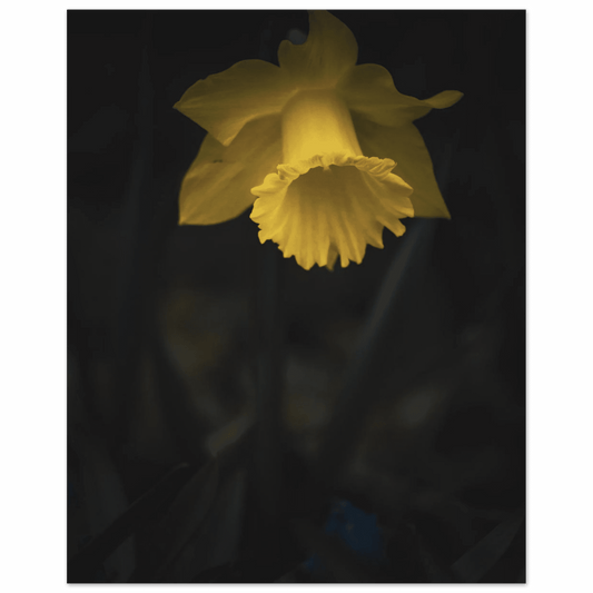 Yellow Daffodil Flower Closu Up - Poster - Rather Be In Finland