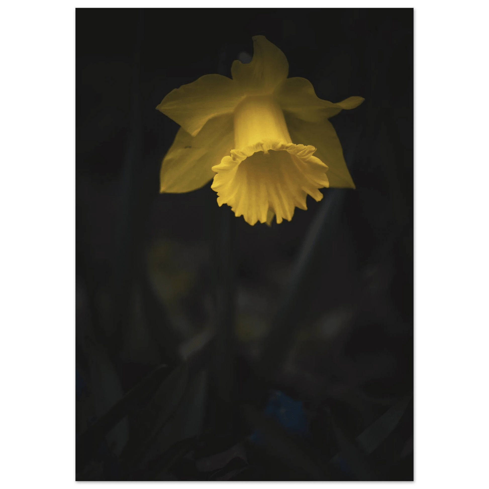 Yellow Daffodil Flower Closu Up - Poster - Rather Be In Finland