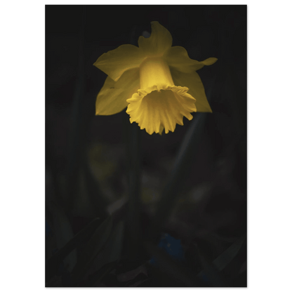 Yellow Daffodil Flower Closu Up - Poster - Rather Be In Finland