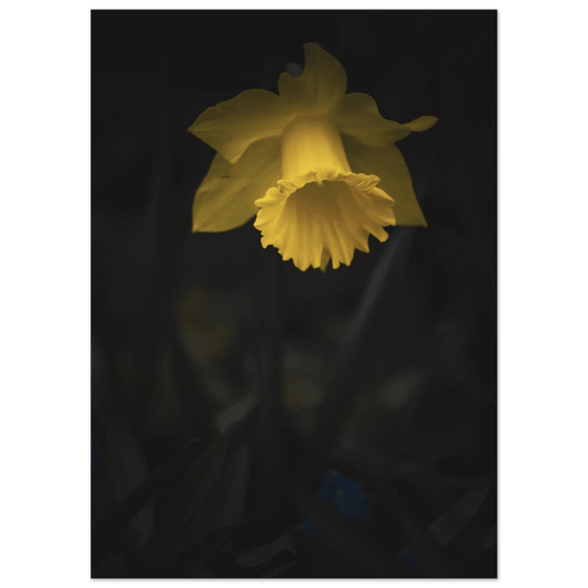 Yellow Daffodil Flower Closu Up - Poster - Rather Be In Finland