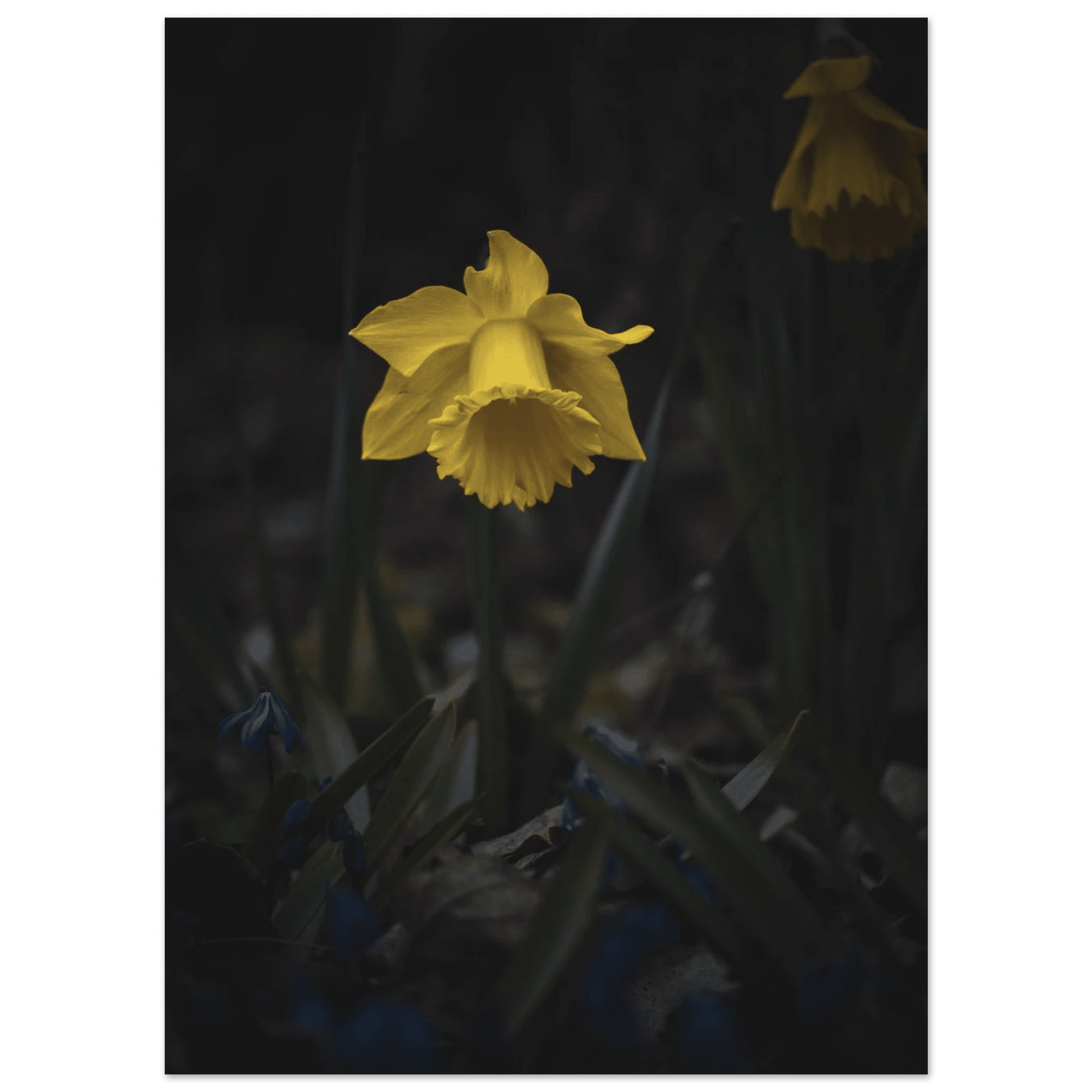 Yellow Daffodil Flower - Poster - Rather Be In Finland