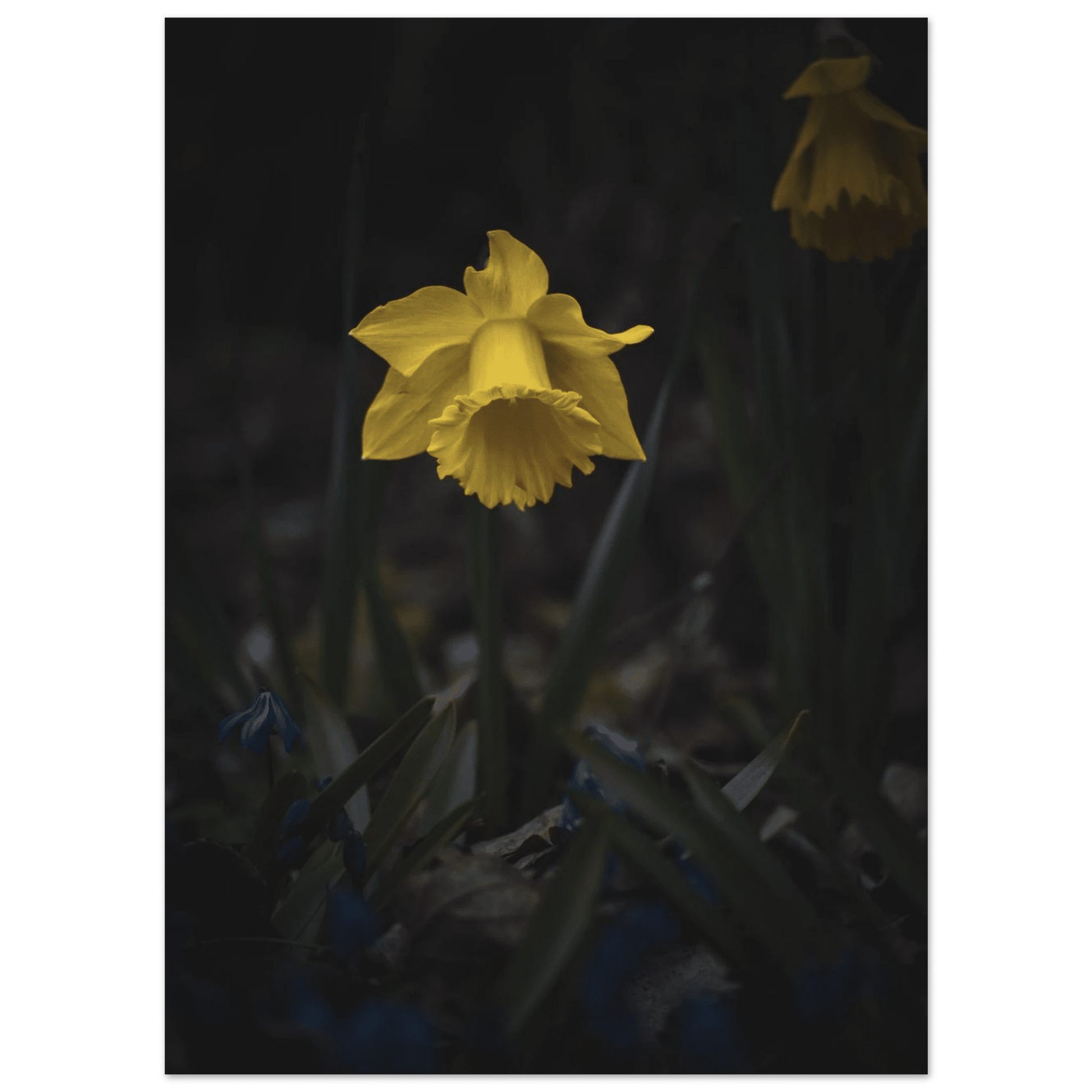 Yellow Daffodil Flower - Poster - Rather Be In Finland