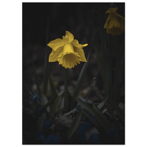 Photo du produit : affiche au motif « Yellow Daffodil Flower » de Rather Be in Finland