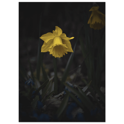 Yellow Daffodil Flower - Poster - Rather Be In Finland