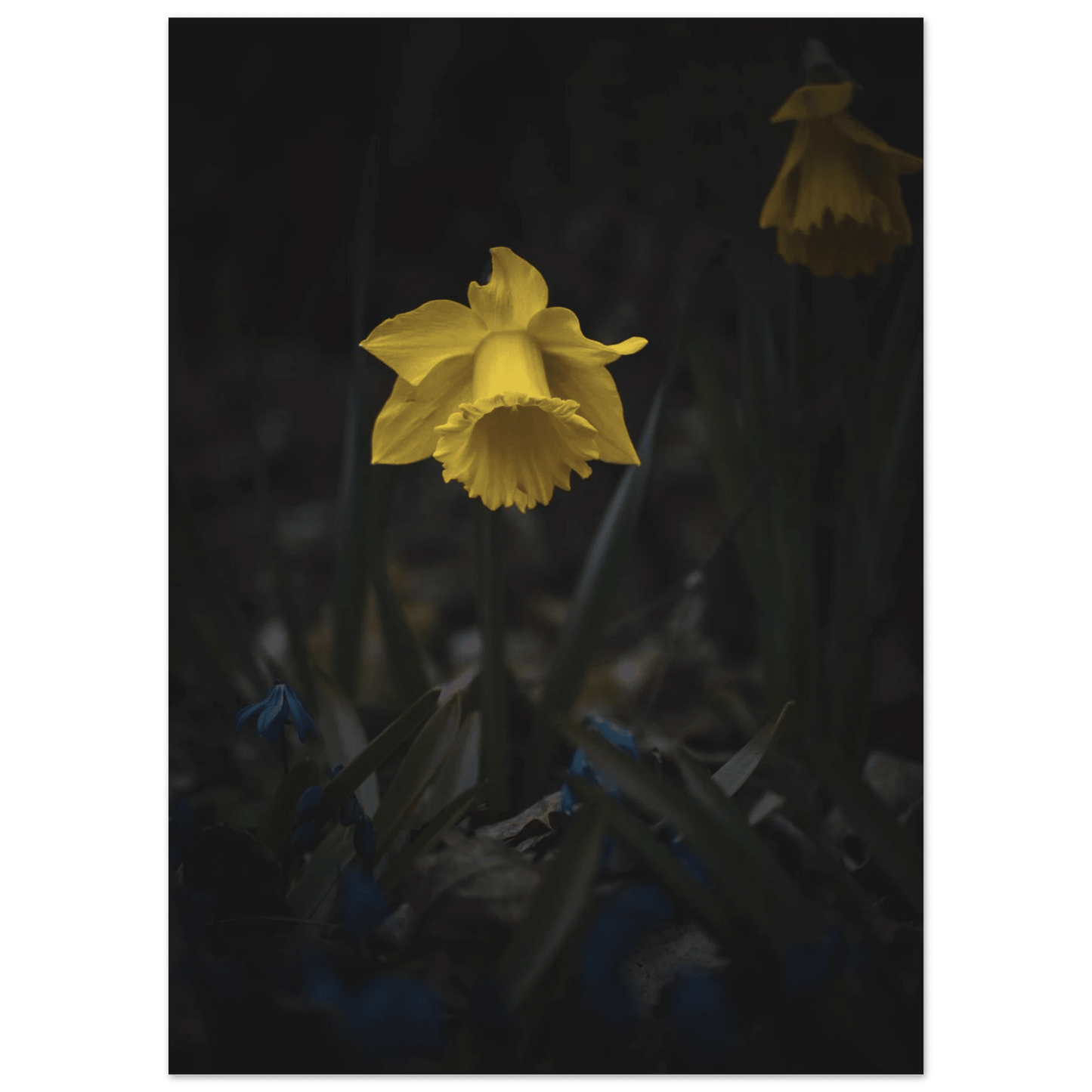 Yellow Daffodil Flower - Poster - Rather Be In Finland