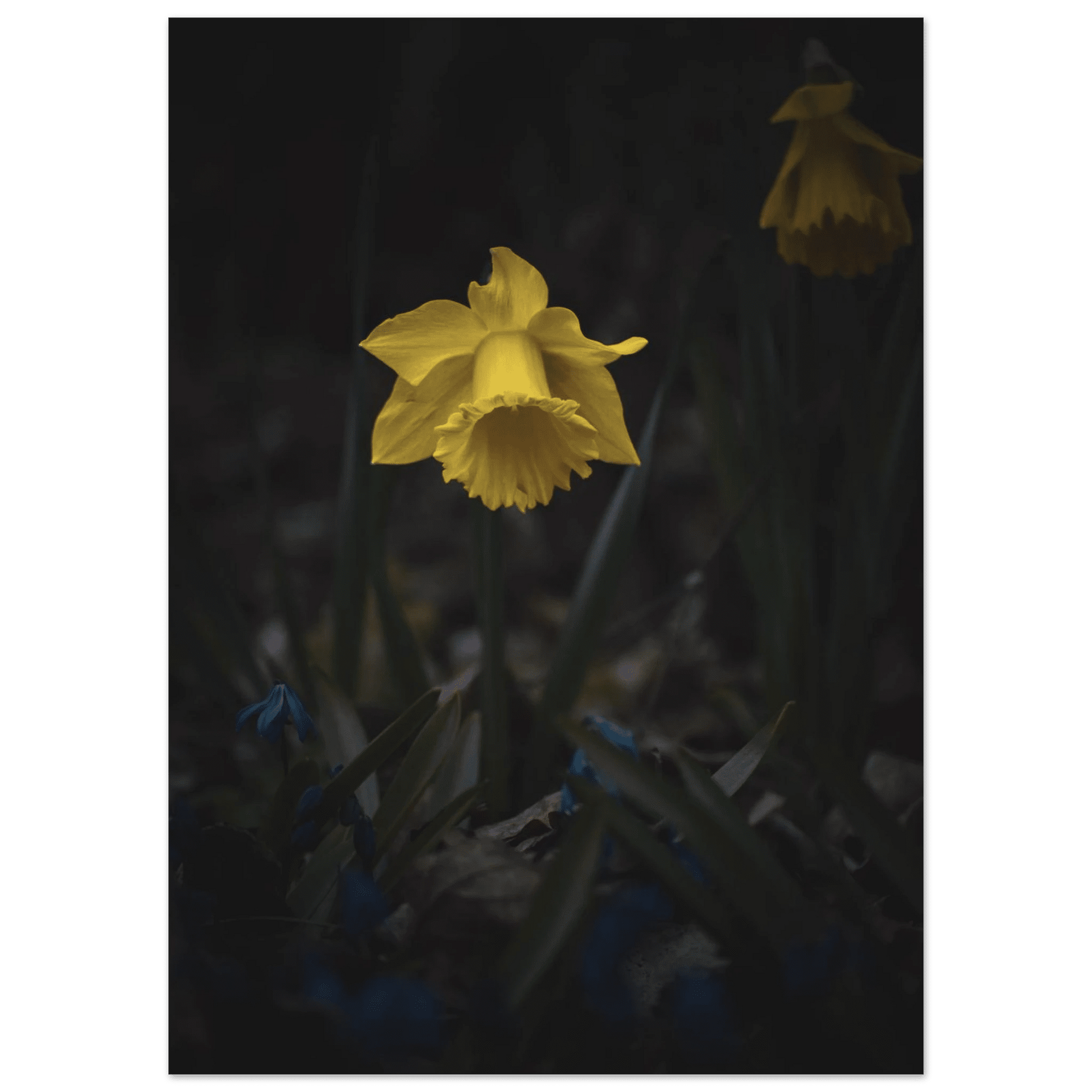 Yellow Daffodil Flower - Poster - Rather Be In Finland