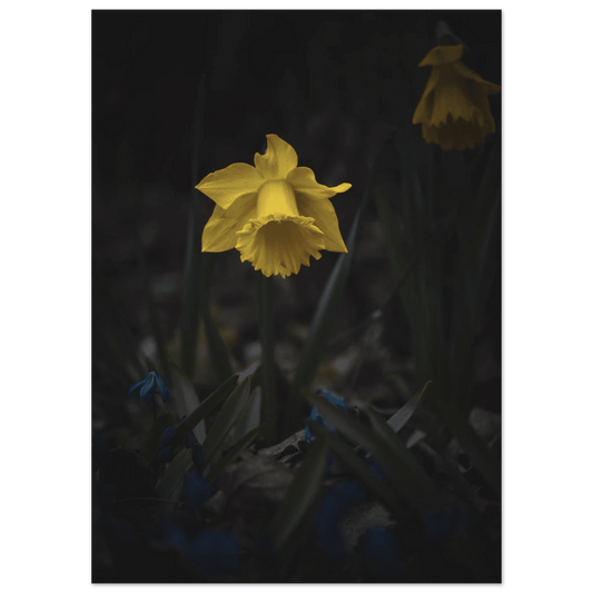 Yellow Daffodil Flower - Poster - Rather Be In Finland