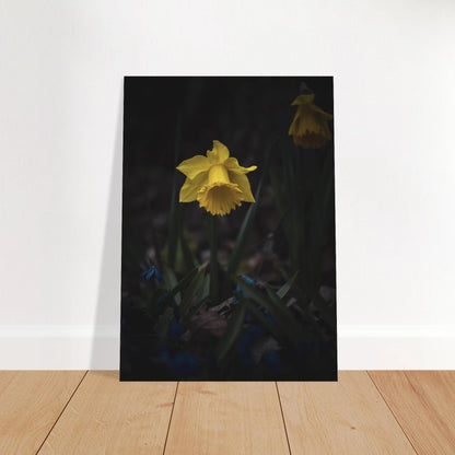 Yellow Daffodil Flower - Poster - Rather Be In Finland