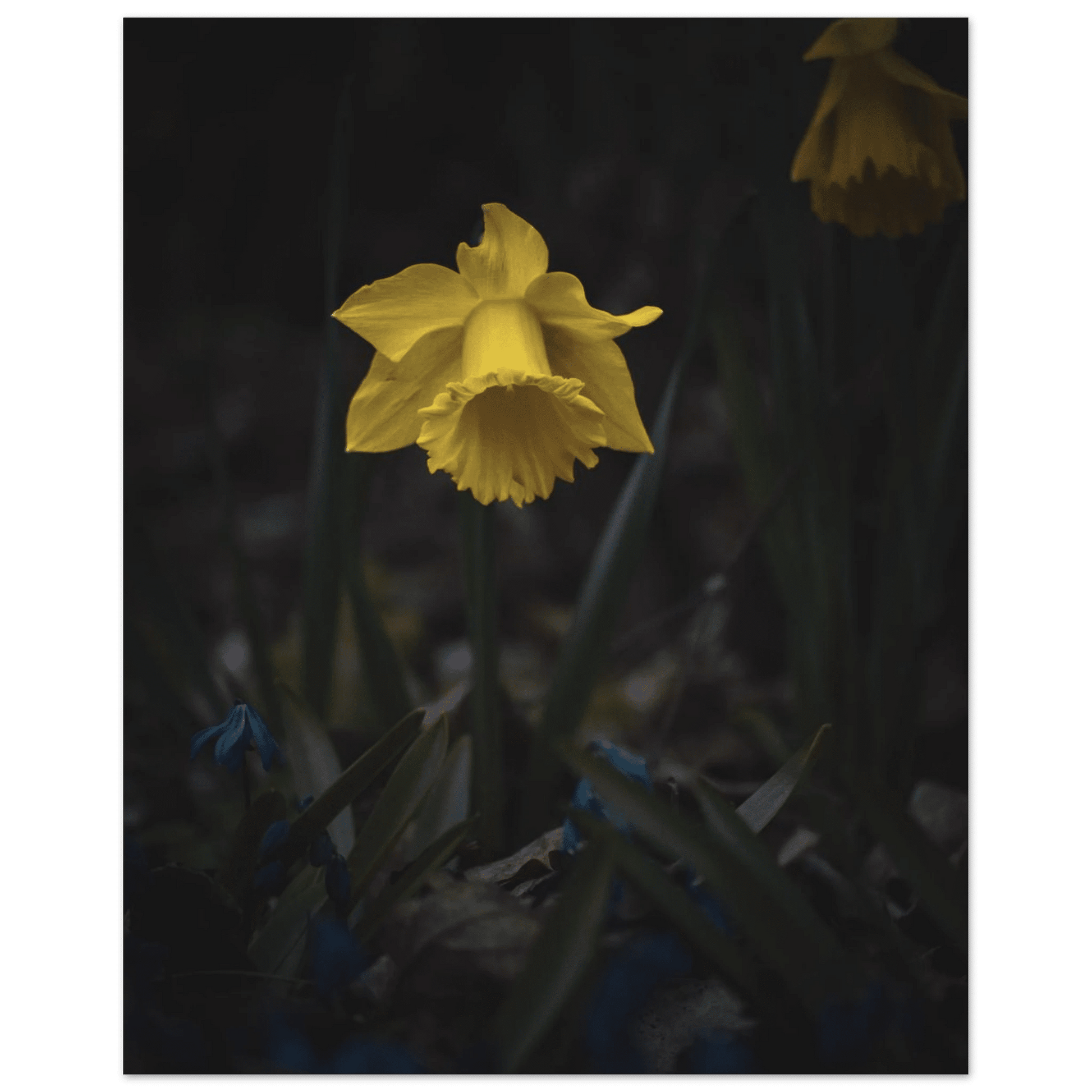 Yellow Daffodil Flower - Poster - Rather Be In Finland