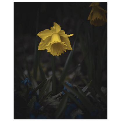 Yellow Daffodil Flower - Poster - Rather Be In Finland