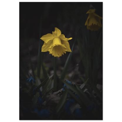 Yellow Daffodil Flower - Poster - Rather Be In Finland